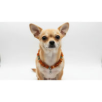 Produktbild von Amberdog Bernsteinkette mit Jade handgefertigtes Unikat für Hunde 25 cm