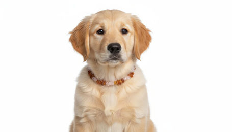 Produktbild von Amberdog Bernsteinkette mit Rosenquarz für Hunde Welpen 30-40cm