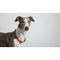 Produktbild von Amberdog Bernsteinkette Swari für Hunde 22cm