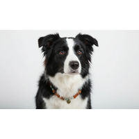 Produktbild von amberdog Halsband aus Bernstein und Jade für kleine bis mittlere Hunde in Braun Gelb Grün 41cm