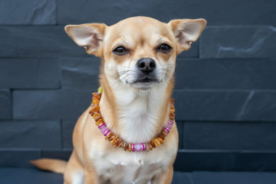 Produktbild von Amberdog Halsband aus Naturbernstein für kleine Hunde in Gelb und Braun Länge 24cm