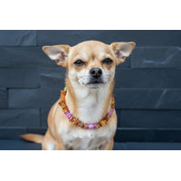 Produktbild von Amberdog Halsband aus Naturbernstein für kleine Hunde in Gelb und Braun Länge 24cm