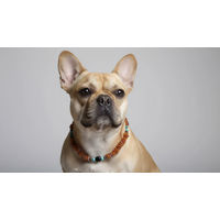 Produktbild von Amberdog Halsband aus Naturbernstein mit Onyx und Howlith 39cm