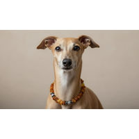 Produktbild von Amberdog Halsband für Hunde aus Naturmaterial mit Bernstein Achat und Hämatit 22cm