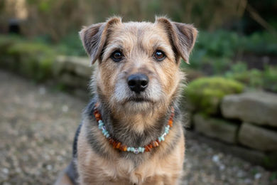 Produktbild von Amberdog Halsband für Hunde aus Naturmaterial mit Bernstein, Amazonit und Swarovski in Gelb und Braun, 37cm