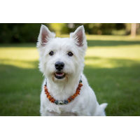 Produktbild von Amberdog Halsband für kleine Hunde aus Naturbernstein in Gelb und Orange Größe S