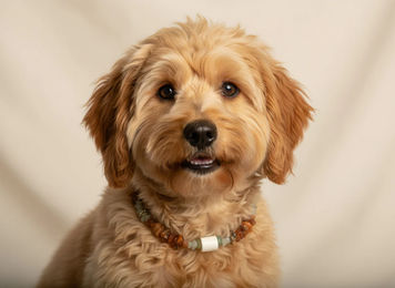 Amberdog Halsband für kleine Hunde mit Bernsteinkette, EM-Keramik und Jade in Gelb und Grün, 26cm – Bild 1 von 1
