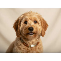 Produktbild von Amberdog Halsband für kleine Hunde mit Bernsteinkette, EM-Keramik und Jade in Gelb und Grün, 26cm