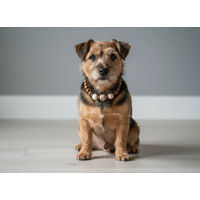 Produktbild von Amberdog Halsband Woody aus Holz 25-35cm