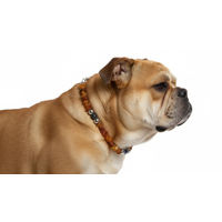 Produktbild von Amberdog Halskette aus Bernstein und Lapislazuli 40cm