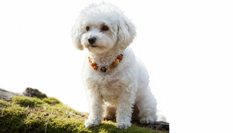 Produktbild von Amberdog Halskette für Hunde aus Naturmaterial mit Rosenquarz und Tigerauge 31cm