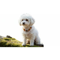 Produktbild von Amberdog Halskette für Hunde aus Naturmaterial mit Rosenquarz und Tigerauge 31cm