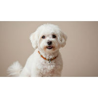 Produktbild von Amberdog Hunde Bernsteinkette mit Herzchen aus Edelsteinmix 27cm