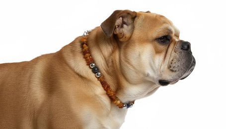 Produktbild von Amberdog® Hunde Bernsteinkette mit Lapislazuli in Gelb Blau Braun Bunt 40cm