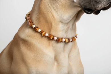 Amberdog Hunde Bernsteinkette Woody-Flex mit Naturbernstein und Swari-Glasperlen 40-45cm – Bild 1 von 1