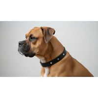 Produktbild von Amberdog Hunde Lederhalsband mit integrierter Bernsteinkette Schwarz 45-50cm