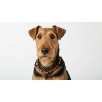 Produktbild von Amberdog Hundehalsband aus Bernstein und Lapislazuli 24cm