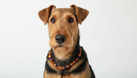Produktbild von Amberdog Hundehalsband aus Bernstein und Lapislazuli Naturmaterial 44cm