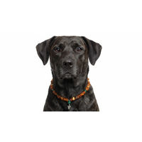 Produktbild von Amberdog Hundehalsband aus Naturbernstein mit Malachit und Engel Motiv 47cm