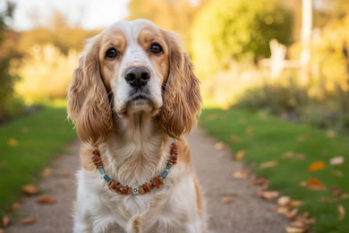 Produktbild von Amberdog Hundehalsband aus Naturmaterial in Braun mit Echtheitszertifikat Länge 32cm