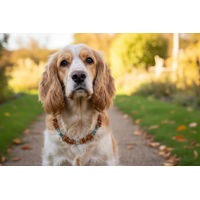 Produktbild von Amberdog Hundehalsband aus Naturmaterial in Braun mit Echtheitszertifikat Länge 32cm