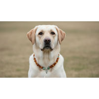 Produktbild von Amberdog Hundehalsband aus Naturmaterial mit Bernstein, Bergkristall und Aventurin 48cm