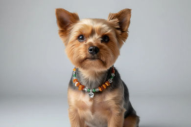Produktbild von Amberdog Hundehalsband aus Naturmaterial mit Bernstein, Jade und Bergkristall in Braun, Gelb und Bunt, 27cm