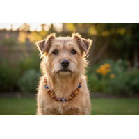 Produktbild von Amberdog Hundehalsband aus Naturmaterial mit Bernstein, Lapislazuli und Bergkristall in Gelb, Blau und Weiß, 35cm