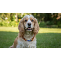 Produktbild von Amberdog Hundehalsband aus Naturmaterial mit Bernstein, Lapislazuli und Hämatit in Größe S