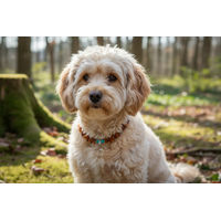 Produktbild von Amberdog Hundehalsband aus Naturmaterialien mit Bernstein, Howlith und Muscheln 28cm