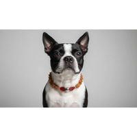 Produktbild von Amberdog Hundehalsband Bernsteinkette mit Achat in Braun 38cm