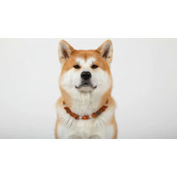 Produktbild von AMBERDOG Hundehalsband Bernsteinkette mit Achat und Bergkristall in Braun und Silber 46cm