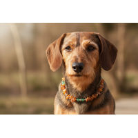Produktbild von Amberdog Hundehalsband Bernsteinkette mit Jade aus Naturmaterial in Größe S