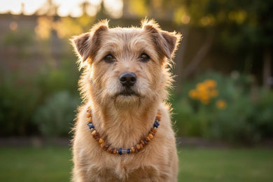 Produktbild von Amberdog Hundehalsband Bernsteinkette mit Lapislazuli und Bergkristall 35cm