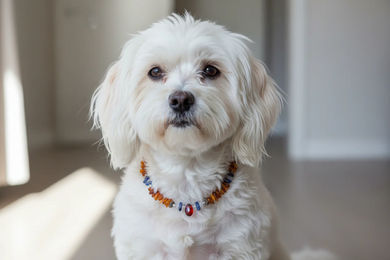 Produktbild von Amberdog Hundehalsband Bernsteinkette mit Lapislazuli und Bergkristall aus Naturmaterial 26cm