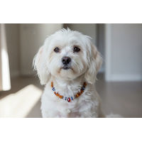 Produktbild von Amberdog Hundehalsband Bernsteinkette mit Lapislazuli und Bergkristall aus Naturmaterial 26cm