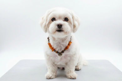 Produktbild von Amberdog Hundehalsband Bernsteinkette mit Tigerauge 29cm aus Naturmaterial mit Echtheitszertifikat