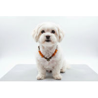 Produktbild von Amberdog Hundehalsband Bernsteinkette mit Tigerauge 29cm aus Naturmaterial mit Echtheitszertifikat