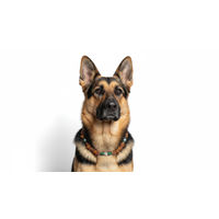 Produktbild von Amberdog Hundehalskette aus echtem baltischem Bernstein mit Bergkristall und Aventurin 49cm
