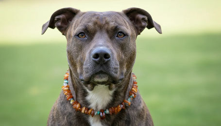 Produktbild von AMBERDOG Hundehalskette aus Natur-Bernstein in Gelb Grün oder Bunt Länge 47cm
