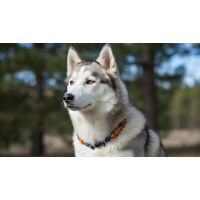 Produktbild von Amberdog Naturbernstein Halskette für Hunde mit Onyx und Lapislazuli 49 cm