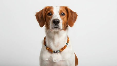 Amberdog Naturbernstein Kette für Hunde mit Edelsteinen in Gelb und Braun 40cm – Bild 1 von 1