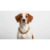 Produktbild von Amberdog Naturbernstein Kette für Hunde mit Edelsteinen in Gelb und Braun 40cm