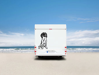 Produktbild von Amberdog Wandtattoo Münsterländer Auto Wohnmobil Aufkleber Weiß H30cm