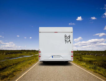 Produktbild von Amberdog Wandtattoo Thai Ridgeback Kopf Aufkleber für Auto und Wohnmobil Weiß 20cm