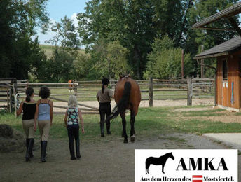 AMKA Wildleder Reitpad für Warmblut aus Leder – Bild 1 von 2