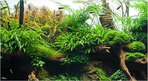 Amtra Fotorückwand Amazonia doppelseitig für Meerwasser-Aquarien 60x30 cm - 60 cm – Bild 1 von 7