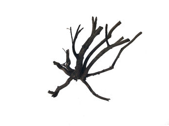 Produktbild von Amtra Moorwood Naturholz Wurzel für Süßwasser Aquarien und Garnelen 50 cm