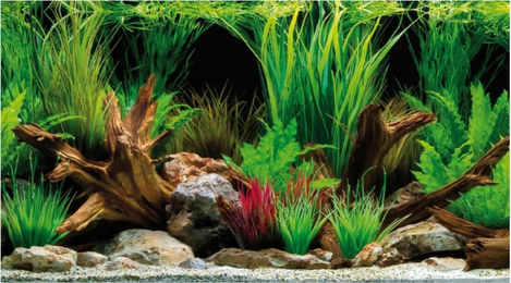 Amtra Wonder Aquarium Fotorückwand für Fische doppelseitig bunt 60x30 cm - 1 Stk. – Bild 1 von 5
