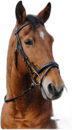 Produktbild von Anatomisches Trainingsgebiss Norton für Ponys aus Kunststoff in Schwarz